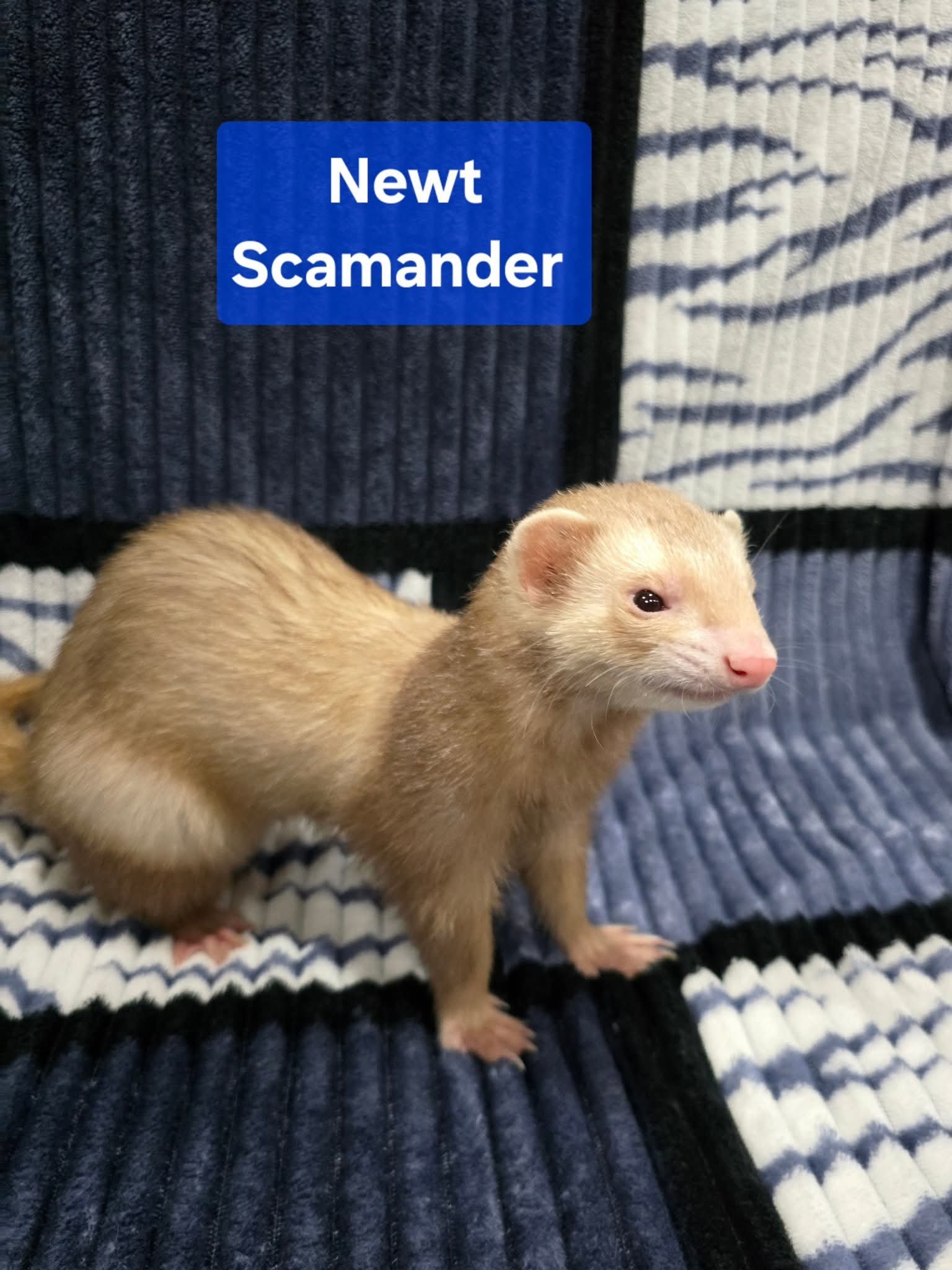 Filhotes de Furão🦦 (Mustela putorius furo) – Pet Ativo e Sociável da Terra Exotica - Imagem 30