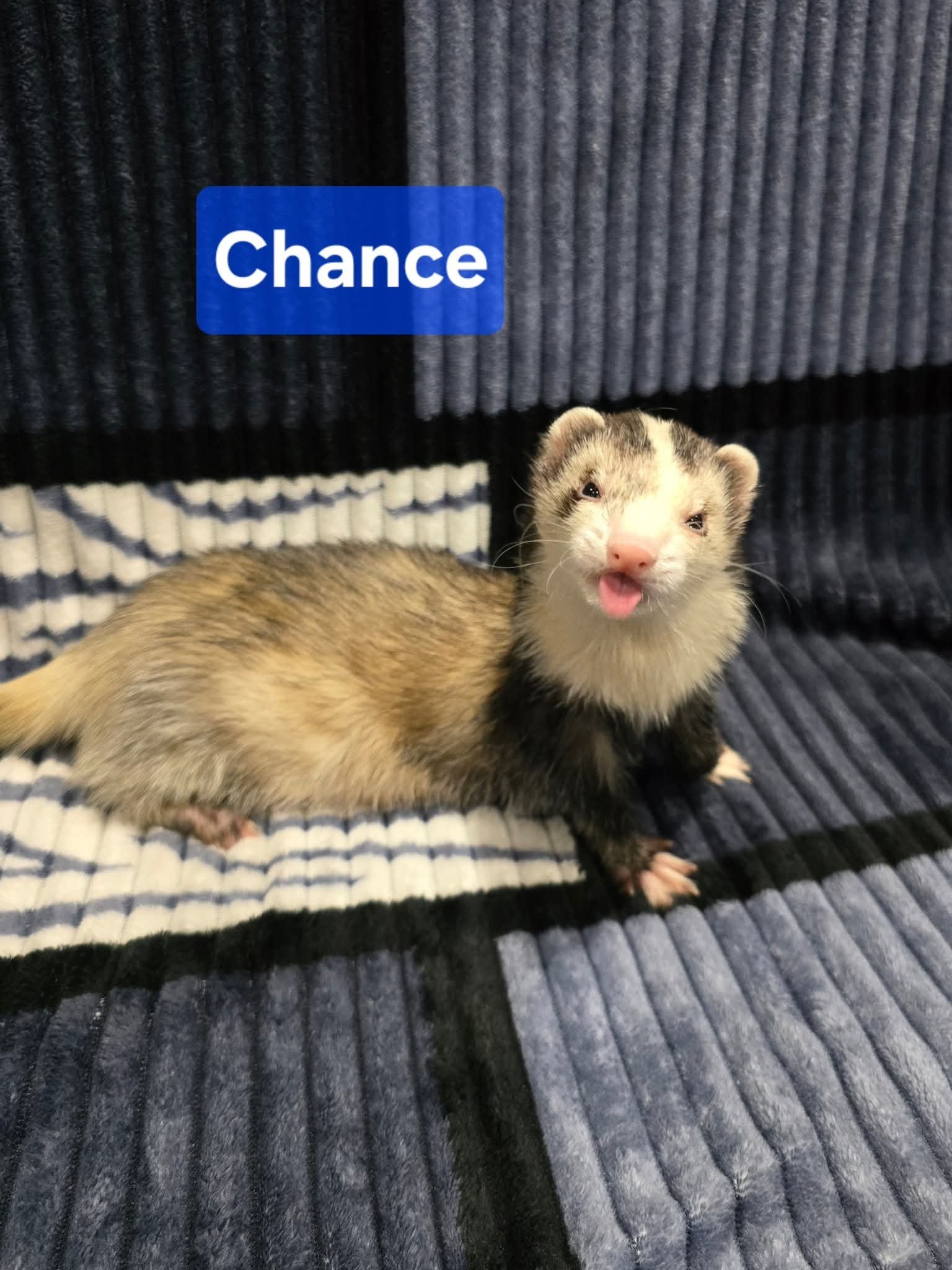 Filhotes de Furão🦦 (Mustela putorius furo) – Pet Ativo e Sociável da Terra Exotica - Imagem 26