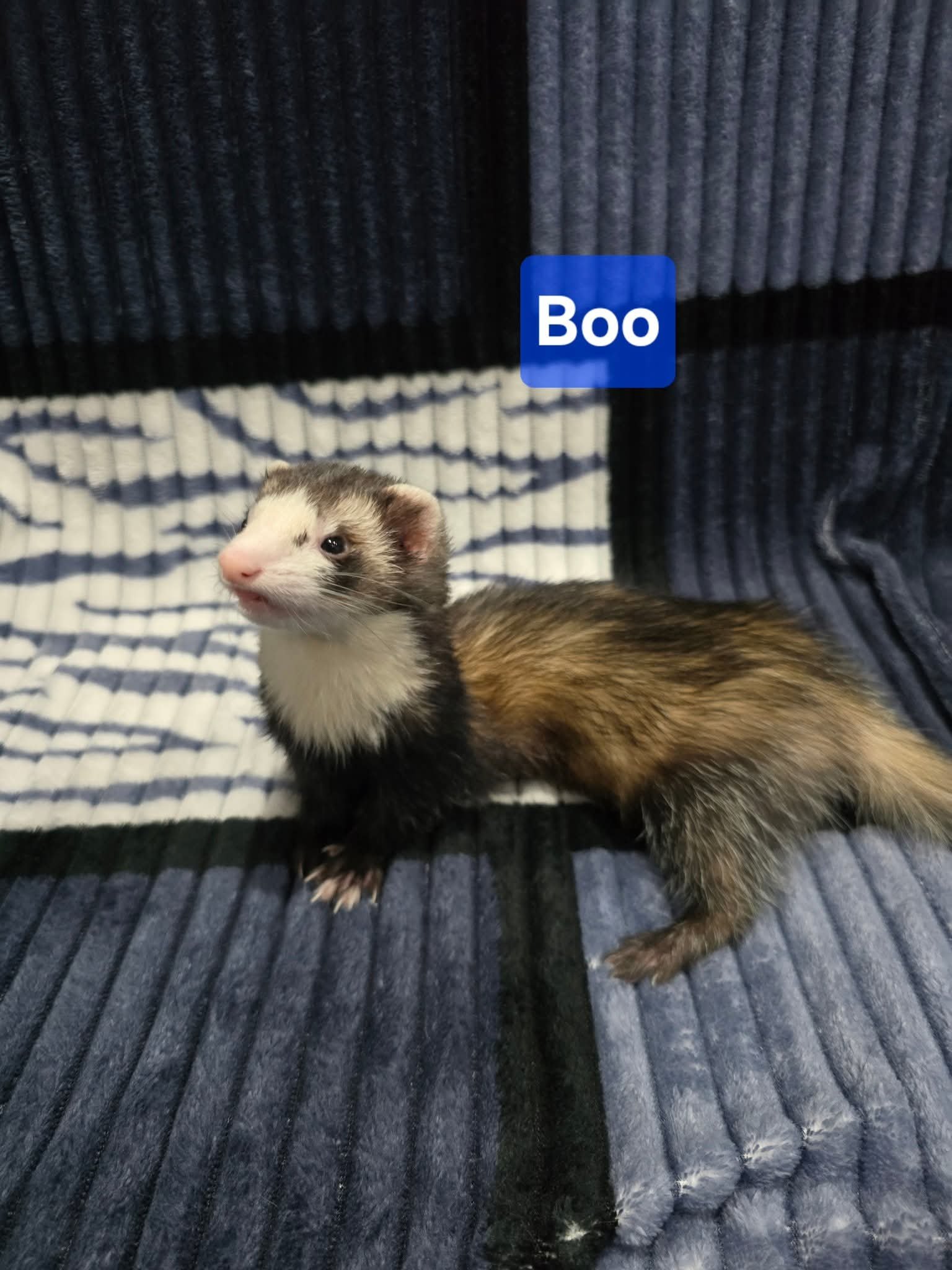 Filhotes de Furão🦦 (Mustela putorius furo) – Pet Ativo e Sociável da Terra Exotica - Imagem 22