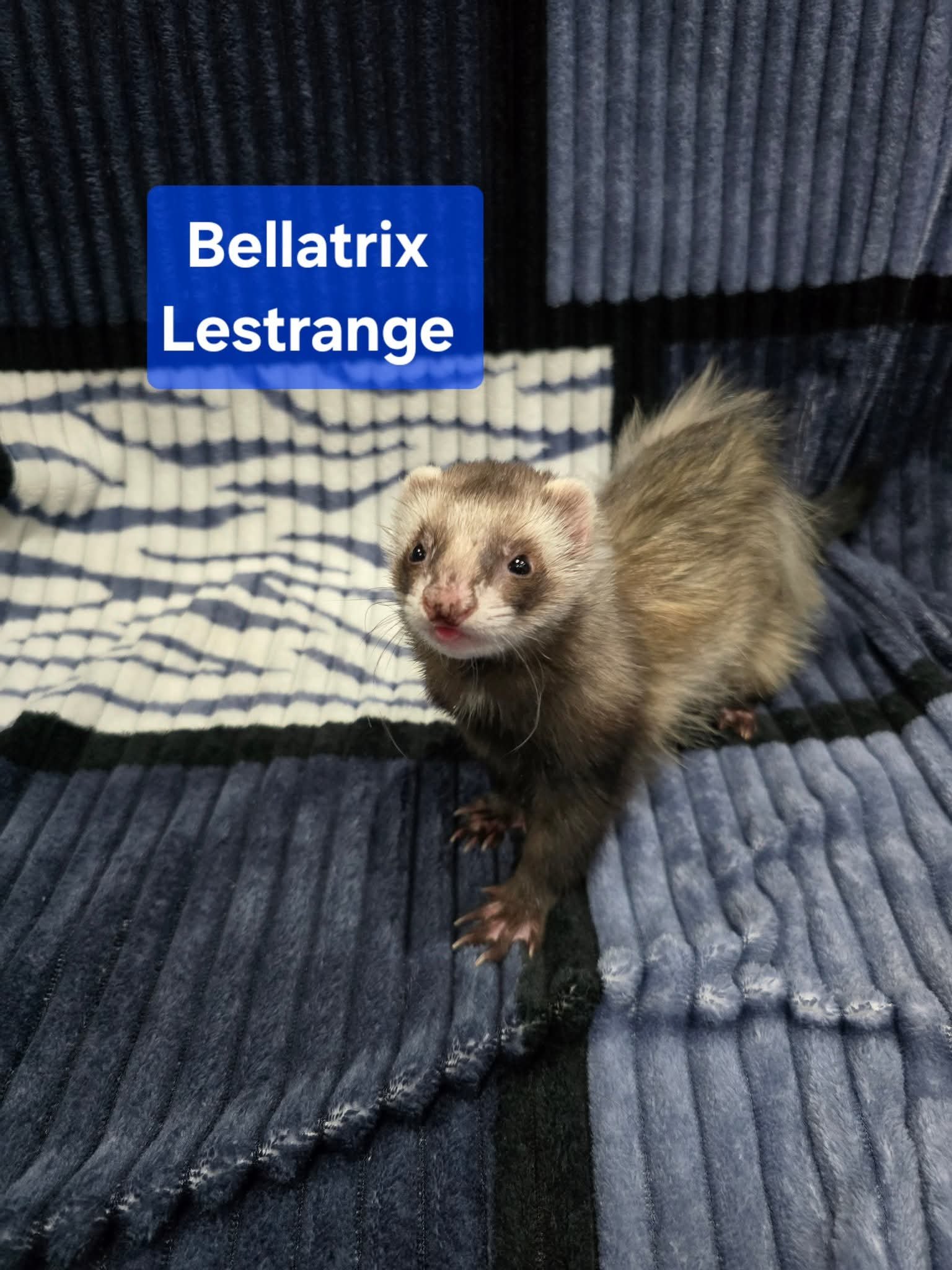 Filhotes de Furão🦦 (Mustela putorius furo) – Pet Ativo e Sociável da Terra Exotica - Imagem 18
