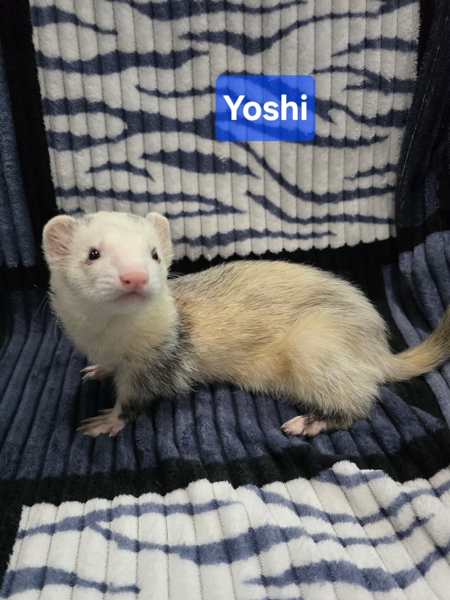 Filhotes de Furão🦦 (Mustela putorius furo) – Pet Ativo e Sociável da Terra Exotica - Imagem 7