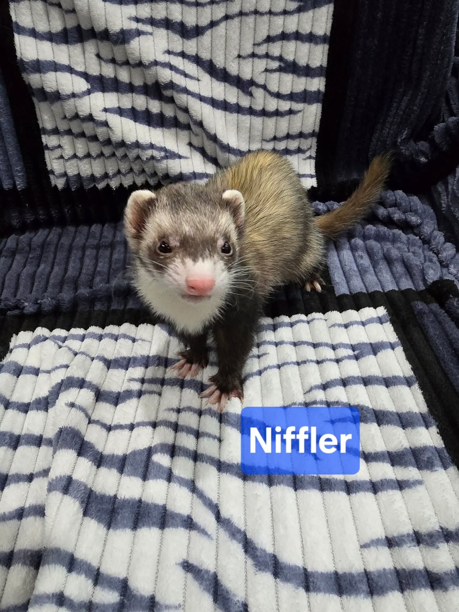 Filhotes de Furão🦦 (Mustela putorius furo) – Pet Ativo e Sociável da Terra Exotica - Imagem 3