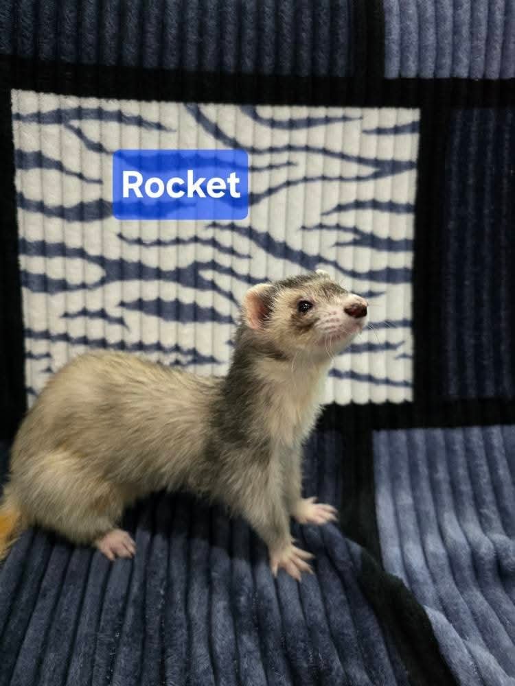 Filhotes de Furão🦦 (Mustela putorius furo) – Pet Ativo e Sociável da Terra Exotica - Imagem 25
