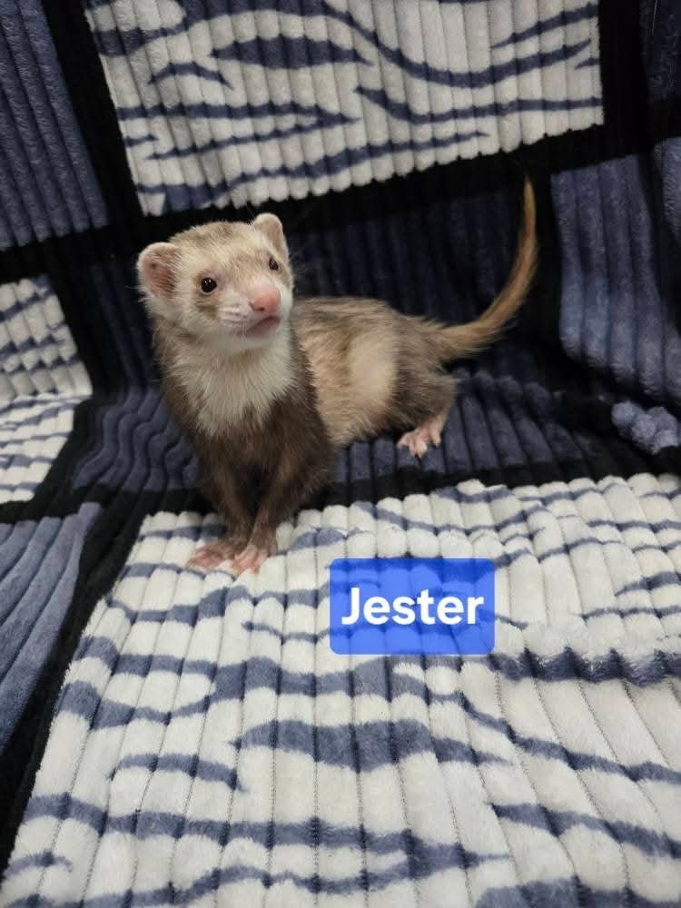 Filhotes de Furão🦦 (Mustela putorius furo) – Pet Ativo e Sociável da Terra Exotica - Imagem 13