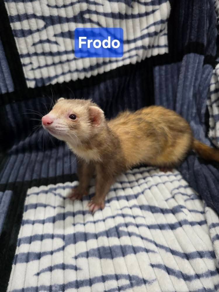 Filhotes de Furão🦦 (Mustela putorius furo) – Pet Ativo e Sociável da Terra Exotica - Imagem 4