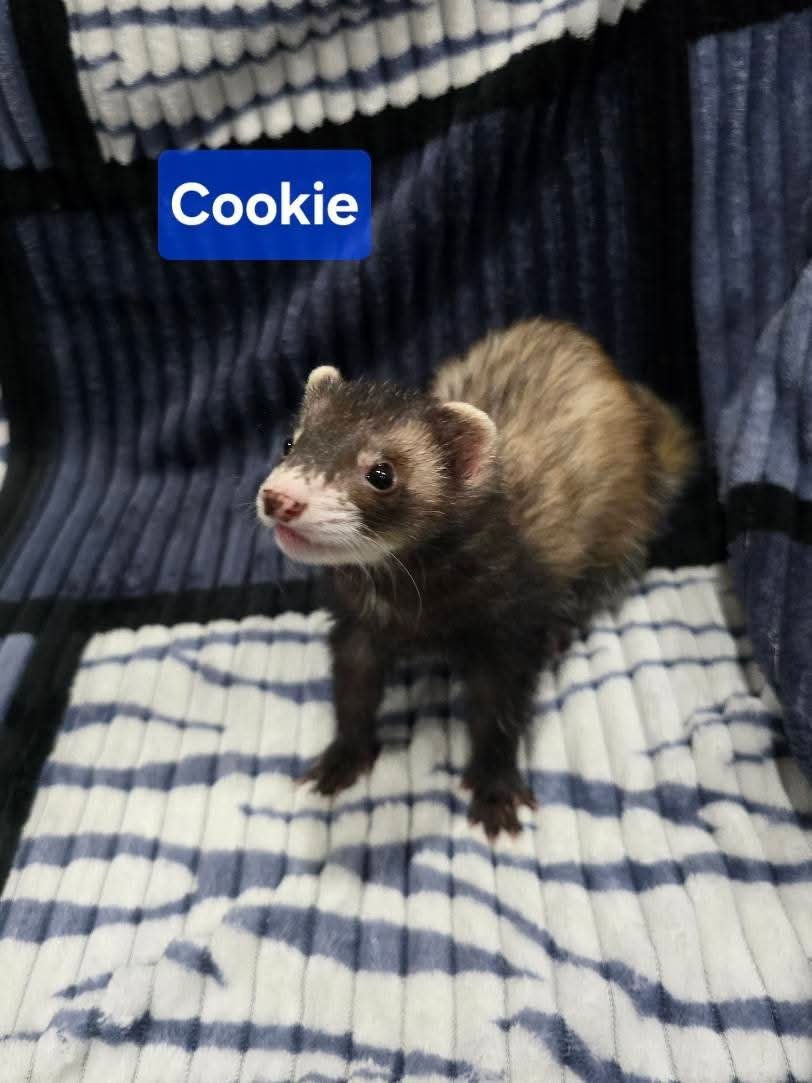 Filhotes de Furão🦦 (Mustela putorius furo) – Pet Ativo e Sociável da Terra Exotica - Imagem 12