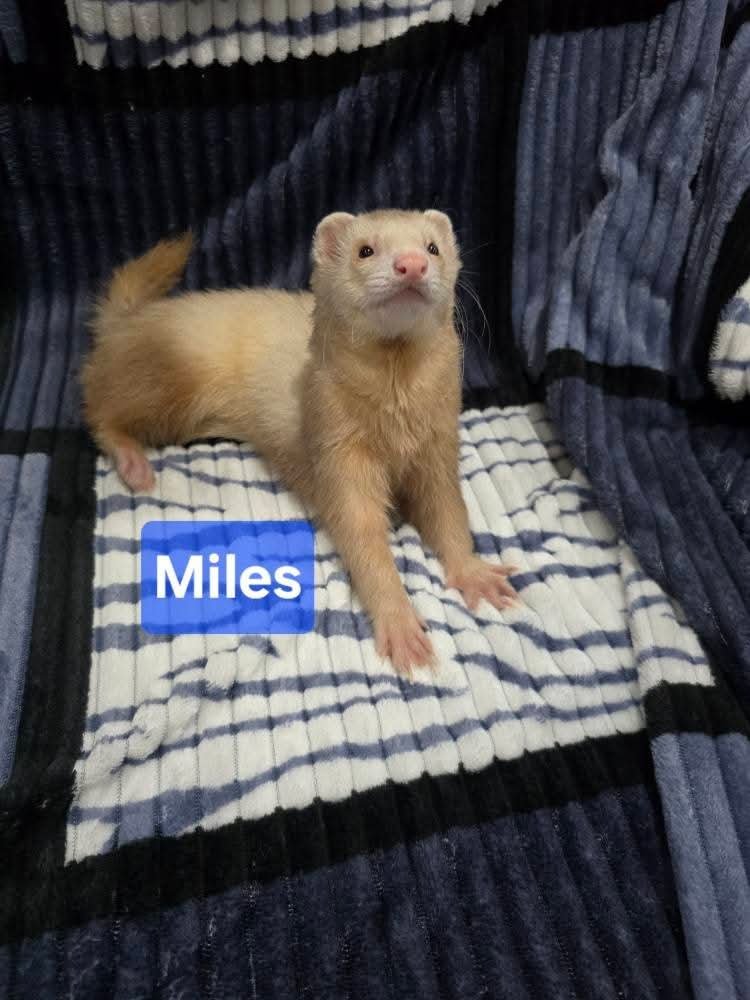 Filhotes de Furão🦦 (Mustela putorius furo) – Pet Ativo e Sociável da Terra Exotica - Imagem 8