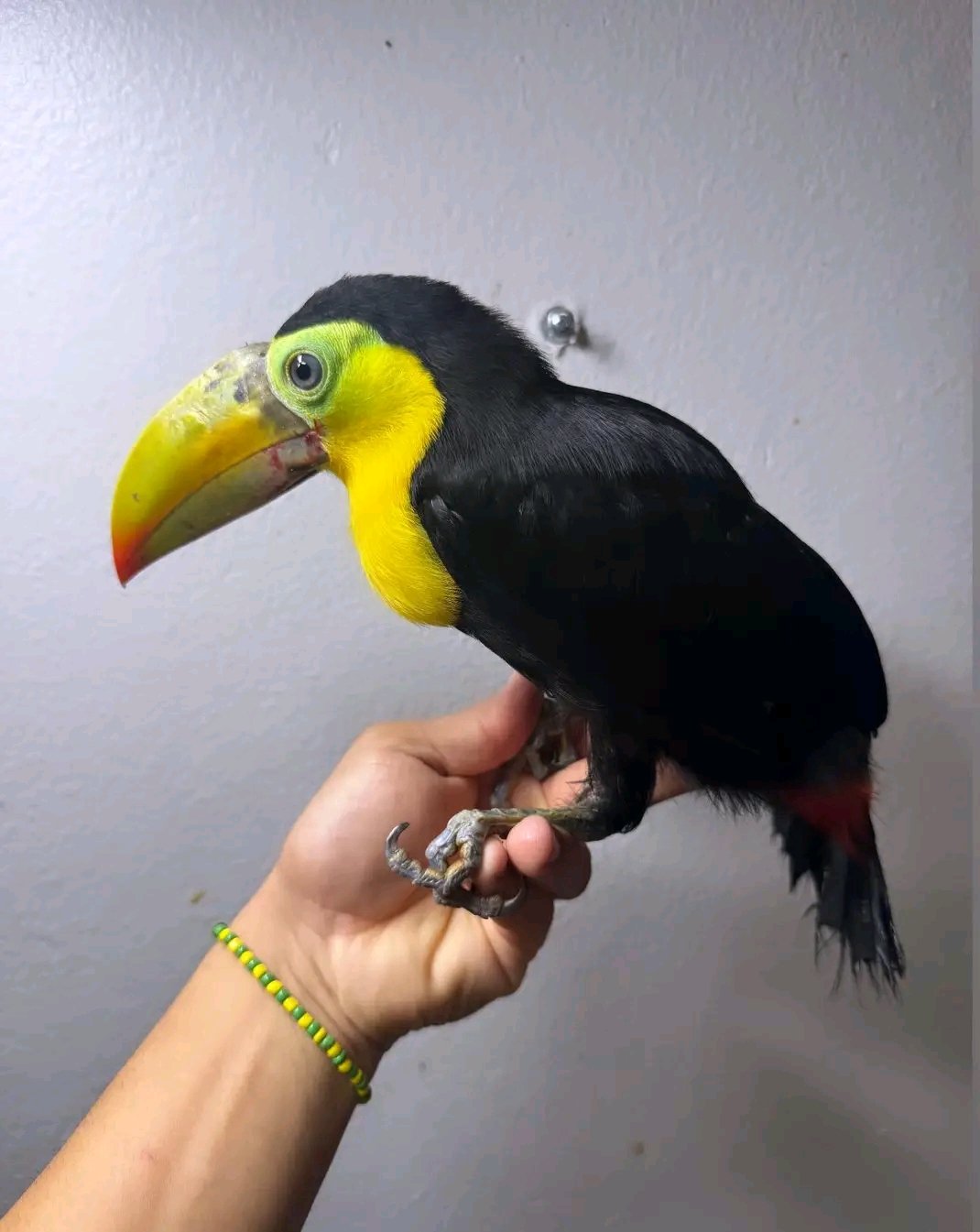 Tucano-de-bico-colorido
(Ramphastos sulfuratus)