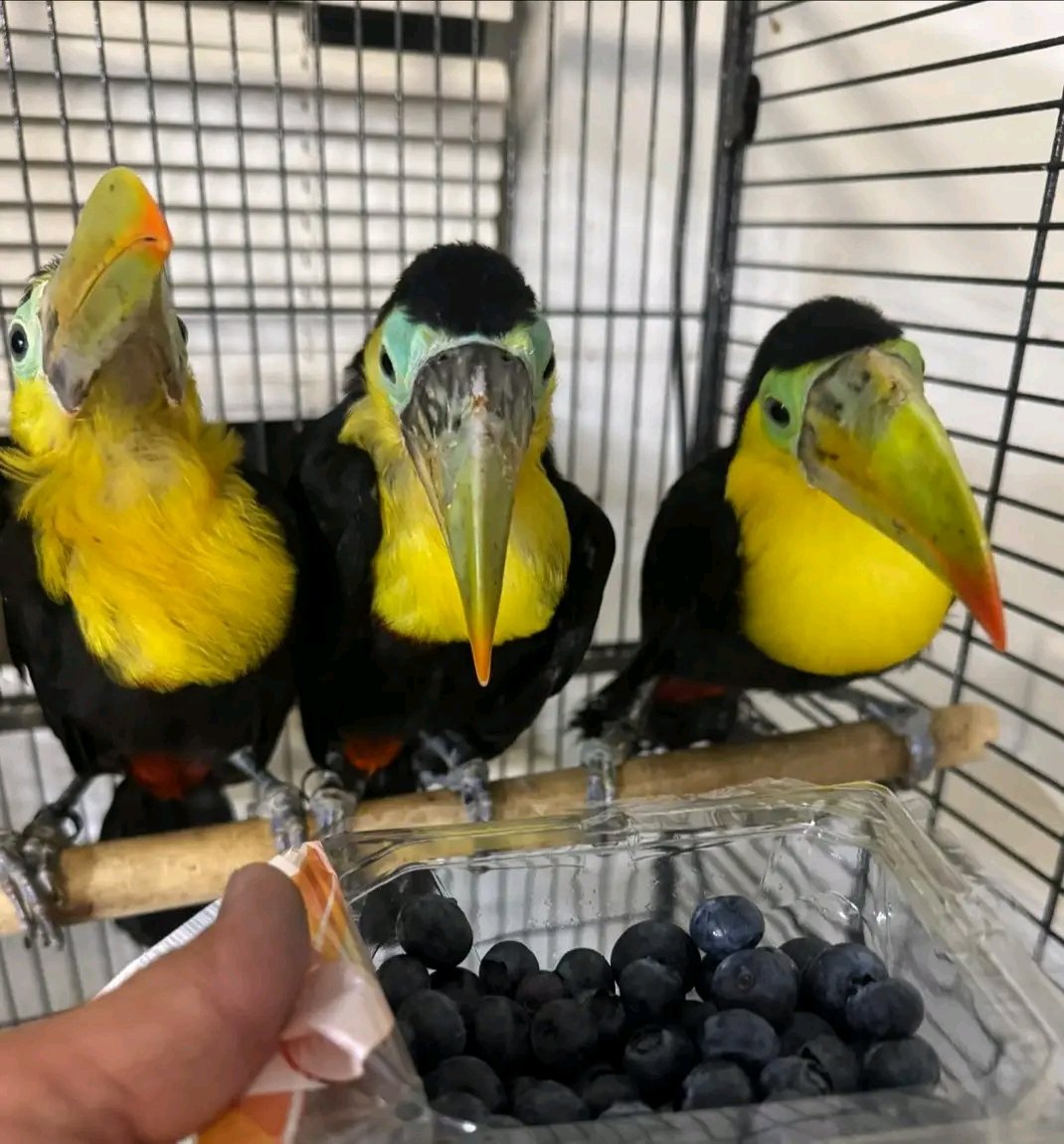 Tucano-de-bico-colorido
(Ramphastos sulfuratus) - Imagem 4