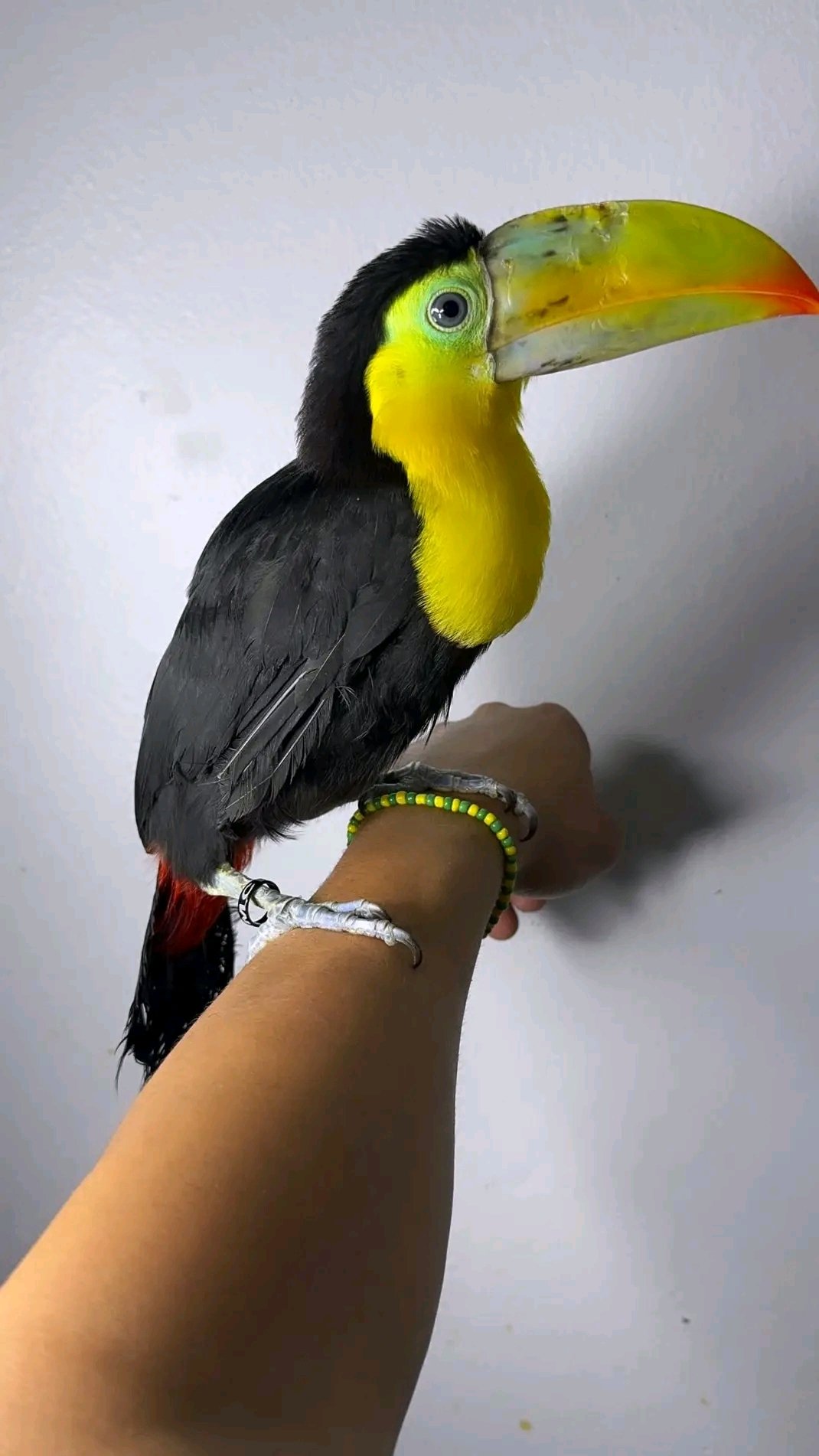 Tucano-de-bico-colorido
(Ramphastos sulfuratus) - Imagem 3